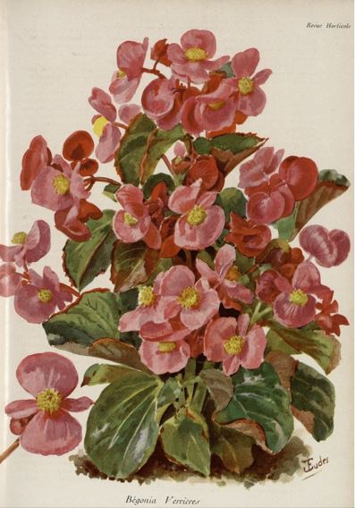 B. ‘Verrieres’